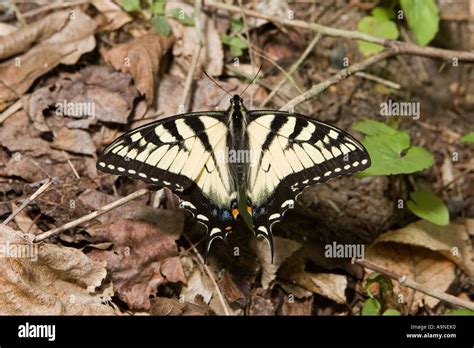 Eastern Tiger Swallowtail Papilio Glaucus Linnaeus Butterflies Stock