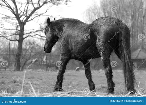 Horse Backside Stock Photo Image Of Horses Meadow Black 30433314