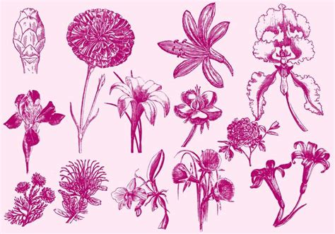 Pink Exotic Flower Illustrations 128097 Vector Art At Vecteezy