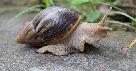 A wide variety of giant african snail options are available to you From Pet to Threat: The Giant African Snail