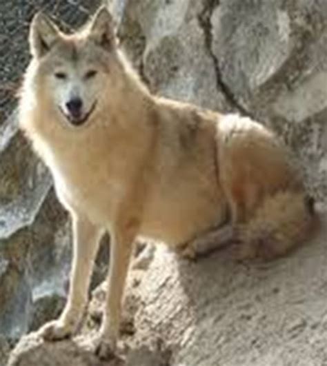 Scientists Debate If The Himalayan Wolf Is A New Species Santa Monica