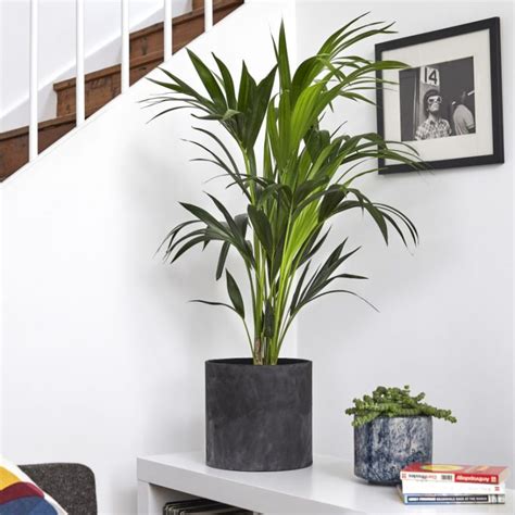 Kentia Palm Botanic Lush Indoor Plants Delivery