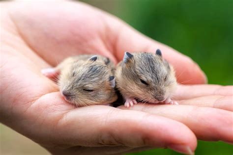 Hamster Pregnancy And Baby Hamsters Littlefurrypets