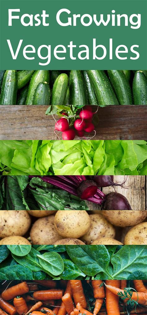 Best Fast Growing Vegetables | Fast growing vegetables, Fast growing, Growing veggies