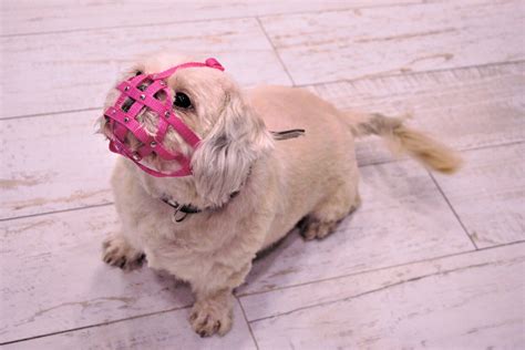 Dog Muzzle For Shih Tzu Pug And Other Flat Face Faced Short Snout Dog