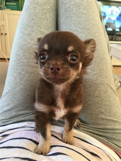 Tiny Chocolate Chihuahua Chihuahua Puppies Baby Animals Funny Baby