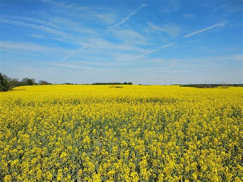 Hd Wallpaper Rape Yellow Sky Agrofirm Field Landscape Harvest