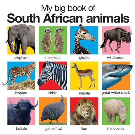 My Big Book Of South African Animals Hardcover 9781783417124 Books