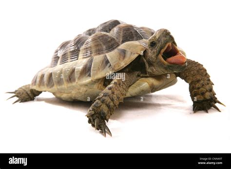 Hermanns Tortoise Testudo Hermanni Adult With Mouth Open Stock
