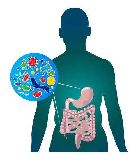 The Gut Microbiome And Its Effects On Human Health Norgen Biotek Corp