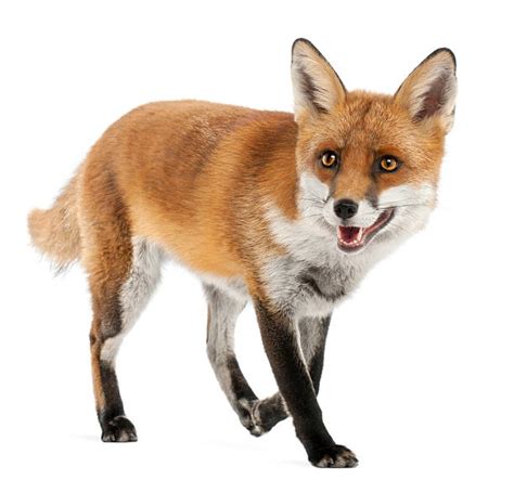 Red Fox Stock Photos Pictures And Royalty Free Images Istock