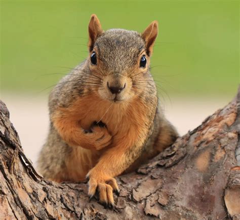 Types Of Squirrels In Florida 3 Species W Pictures 2022