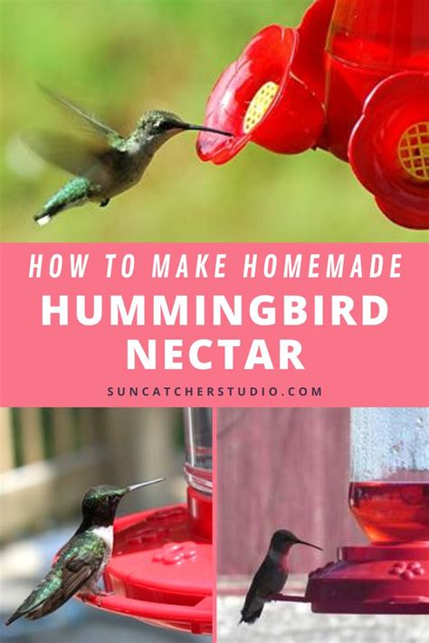 Sugar To Water Ratio For Hummingbird Food Amarysumac