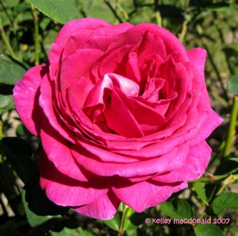 Plantfiles Pictures Hybrid Tea Rose Big Purple Rosa By Kell