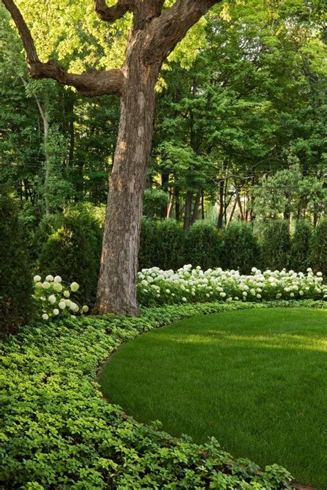 green giant arborvitae landscaping landscape traditional with privacy