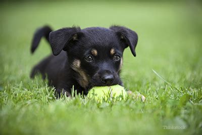 Vaccinations can help protect your dog against some potentially fatal vaccinating your dog also stops them from catching and spreading deadly diseases to other dogs. Why Should I Spay My Puppy?