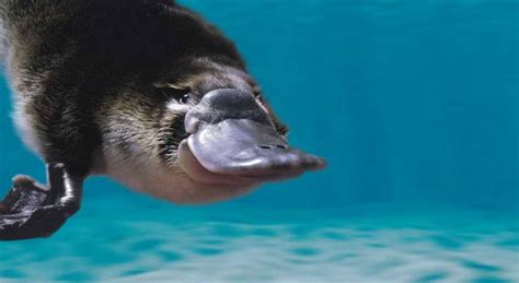 Duckbill Platypus Facts Pictures And Mammal Information