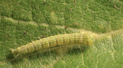 Cankerworm Caterpillar Inch Worms Taking Over Texas All About Worms