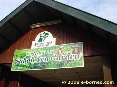 Drone video of sabah tea resort подробнее. Agritourism Tour Article: Sabah Tea Garden, Nalapak, Ranau