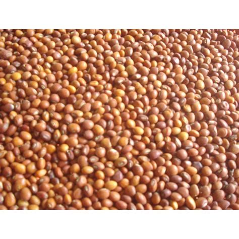 Organic Red Pigeon Pea Seed At Rs 65kg Pigeon Pea Seeds In Khamgaon