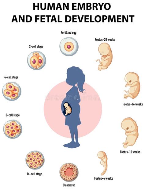 Human Embryonic Development In Human Infographic Stock Vector