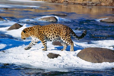 Amur Leopard On Emaze