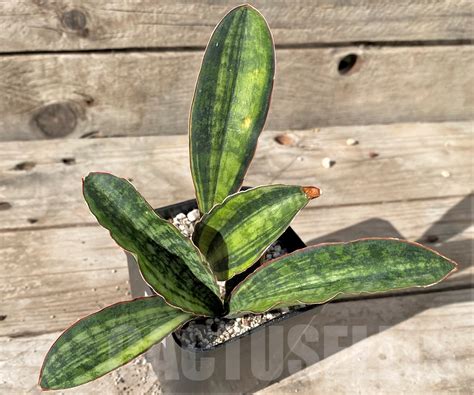 Shpr14998 Sansevieria ‘macrophylla F Variegata Кактус онлайн