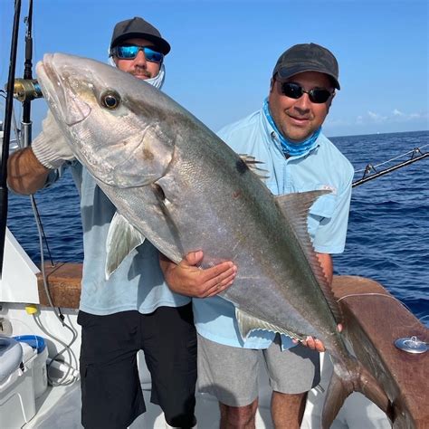 Cobia Blackfin Tuna Amberjack Sailfish And More Double Threat Charters