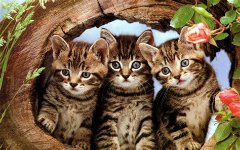 Cute Kittens Kittens Wallpaper 16096651 Fanpop