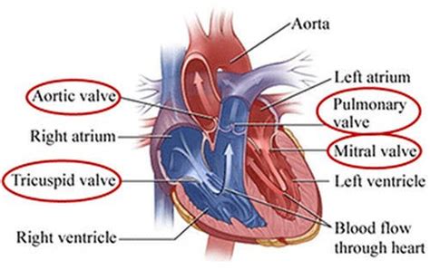 Human Heart Diagram Anatomy Cardiac Cycle Physiology Conduction Of