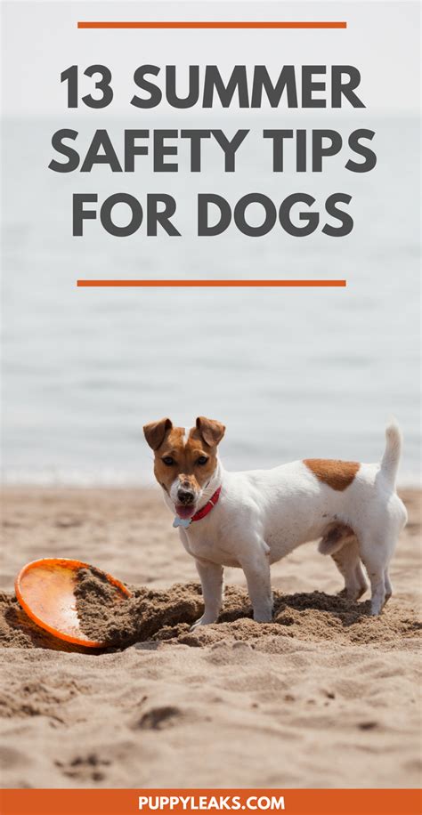 13 Summer Safety Tips For Dogs Summer Safety Tips Summer Safety Dog