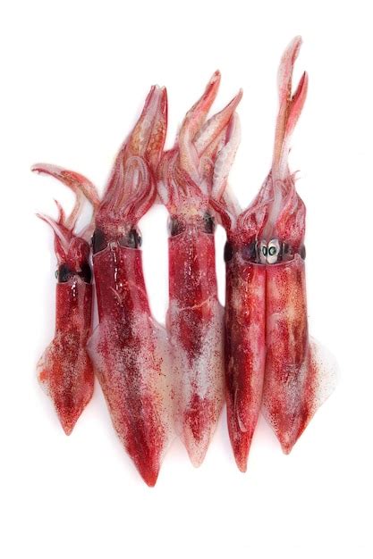 Premium Photo Fresh Squid Loligo Vulgaris Seafood Catch