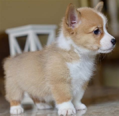 It all started in the year 2013, when we got an akc registered pembroke welsh corgi puppies. Pembroke welsh corgi puppies | Quick Market