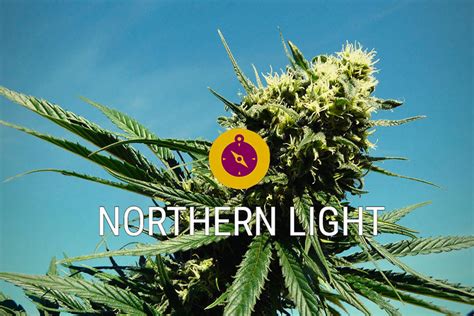 Northern Lights A Classic Cannabis Strain Rqs Blog