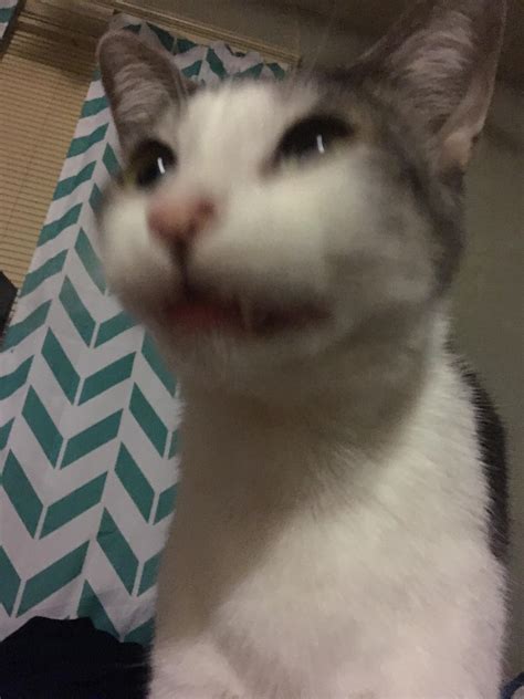 When Mom Says Smile For The Camera But You Hate Pictures Rthisismylifemeow