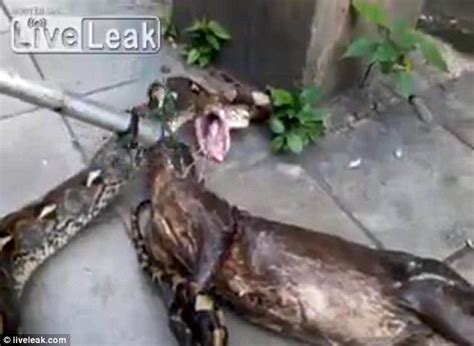 Caught On Camera Stomach Churning Moment Python Regurgitates Fully