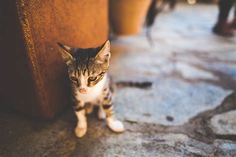 床 猫 子猫 · Pixabayの無料写真