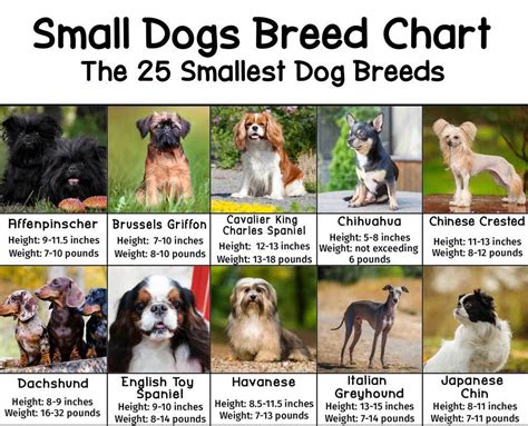 Small Dog Breed Chart With Pictures Photos