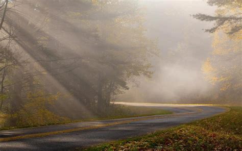 Foggy Forest Road Wallpaper Nature And Landscape Wallpaper Better