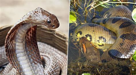 Venomous Vs Poisonous Snakes Whats The Difference Know Which Type Of
