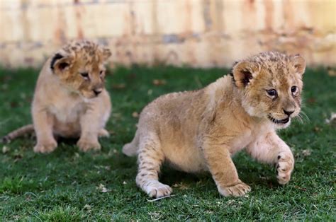 ¡nuevos Integrantes Nacen Tres Cachorros De León En Africam Safari