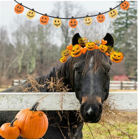 Top 4 Halloween Day Fancy Dress Ideas For Horse Just Quikr Presents
