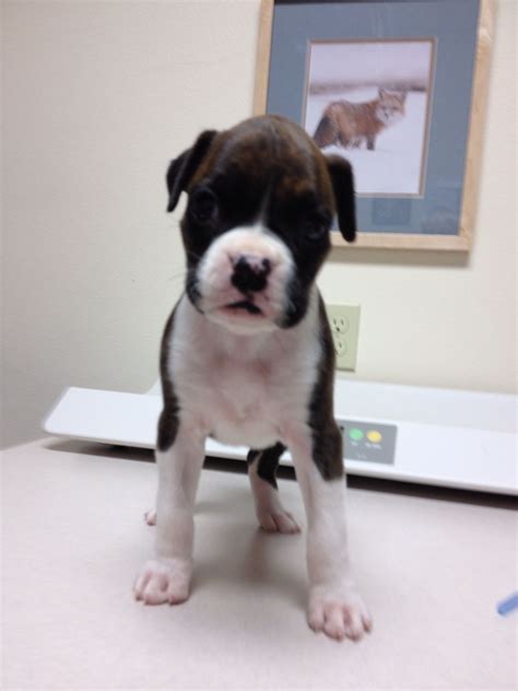 Solo The Boxer Puppy Time Boston Terrier Terrier