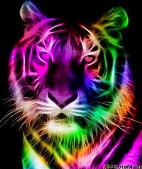 Rainbow Tiger Tiger Pictures Animals Tiger Art