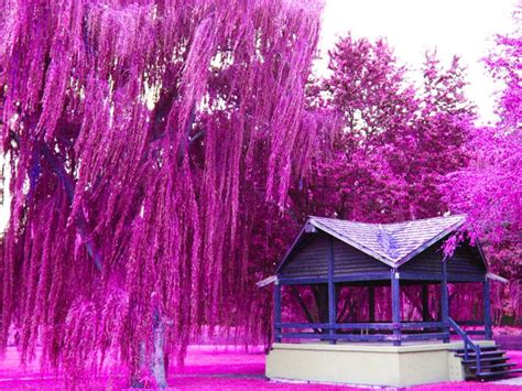 While weepyness occurs in nature, most weeping trees are cultivars. Weeping Willow Tree-Landscape Photography by ...