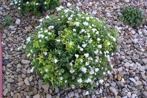 Japanese White Spirea Is A Deciduous Shrub That Has White Flowers