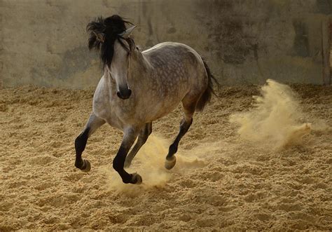 Grey Dappled Stallion Photograph By Pam Kaster
