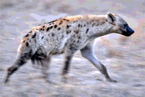Spotted Hyena 5k Retina Ultra Fondo De Pantalla Hd Fondo De
