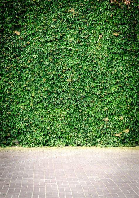 Green Ivy Wall Stock Photo Image Of Ecological Close 32699426