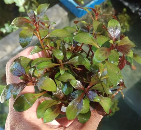 Ludwigia Red Repens Aquatic Plants Lazada Ph